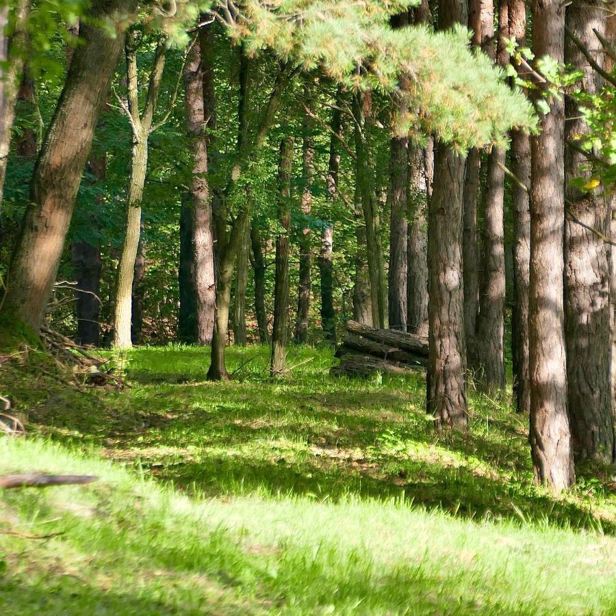 Bakony Deep Forest Vendeghaz Шале Bakonyszentlaszlo